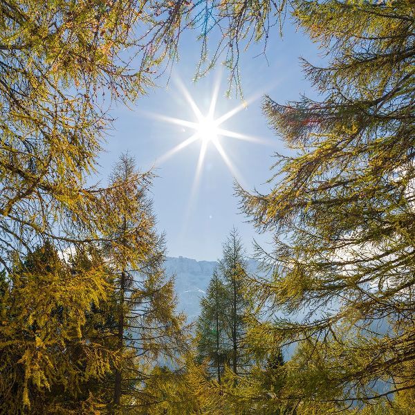 Zwick, Martin 아티스트의 Mountain forest with European Larch-Larix decidua-in the dolomites of South Tyrol-Alto Adige in the작품입니다.